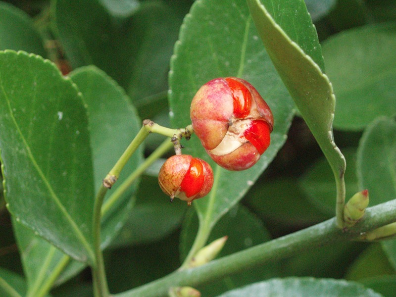 Изображение особи Euonymus japonicus.