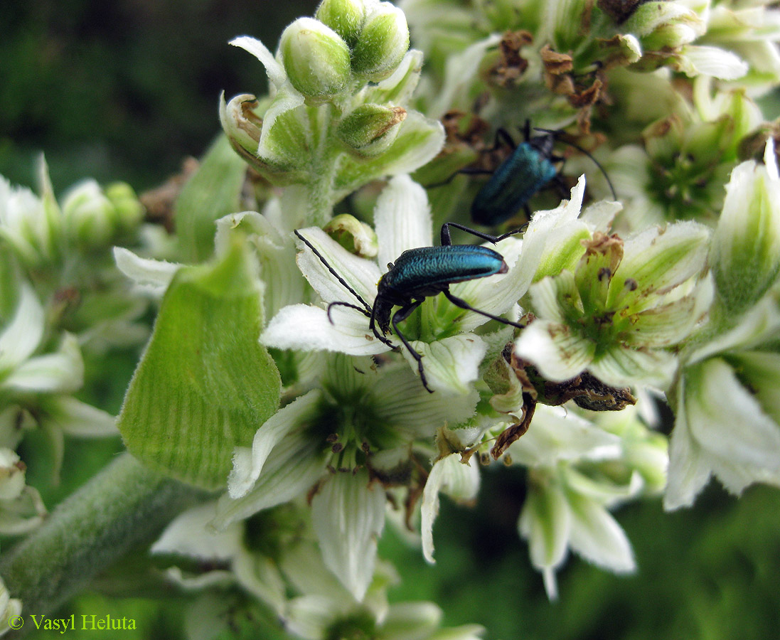 Image of Veratrum album specimen.