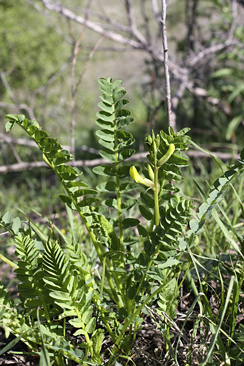 Image of Astragalus glabrescens specimen.