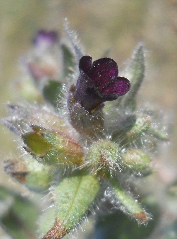 Image of Nonea rossica specimen.