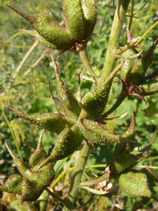 Изображение особи Dictamnus angustifolius.