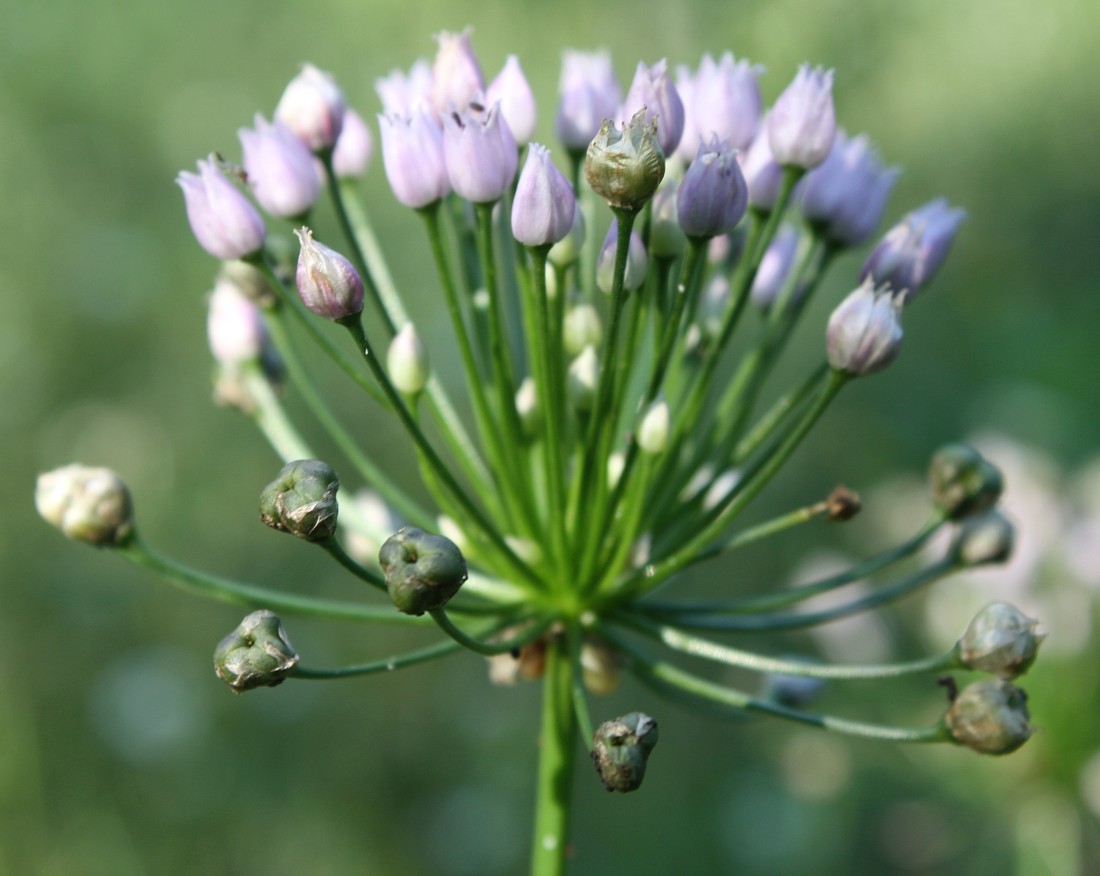 Image of Allium angulosum specimen.