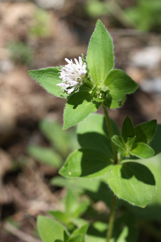 Image of Asperula caucasica specimen.