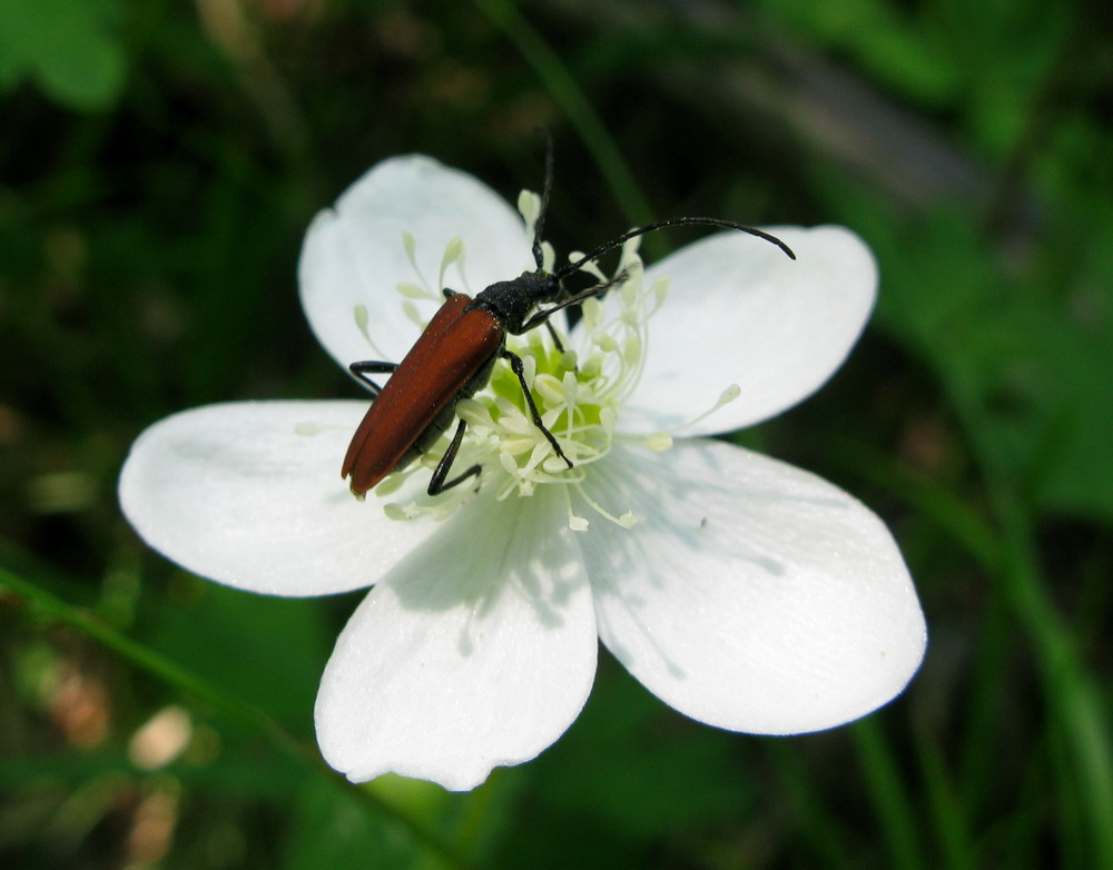 Изображение особи Anemone baicalensis ssp. kebeshensis.