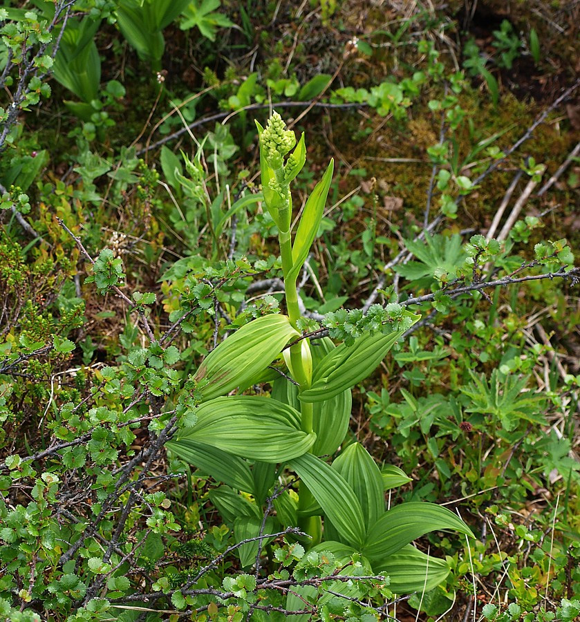 Изображение особи Veratrum lobelianum.