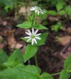 Myosoton aquaticum. Побег с цветками. Татарстан, г. Бавлы, заросли около родника. 06.06.2012.