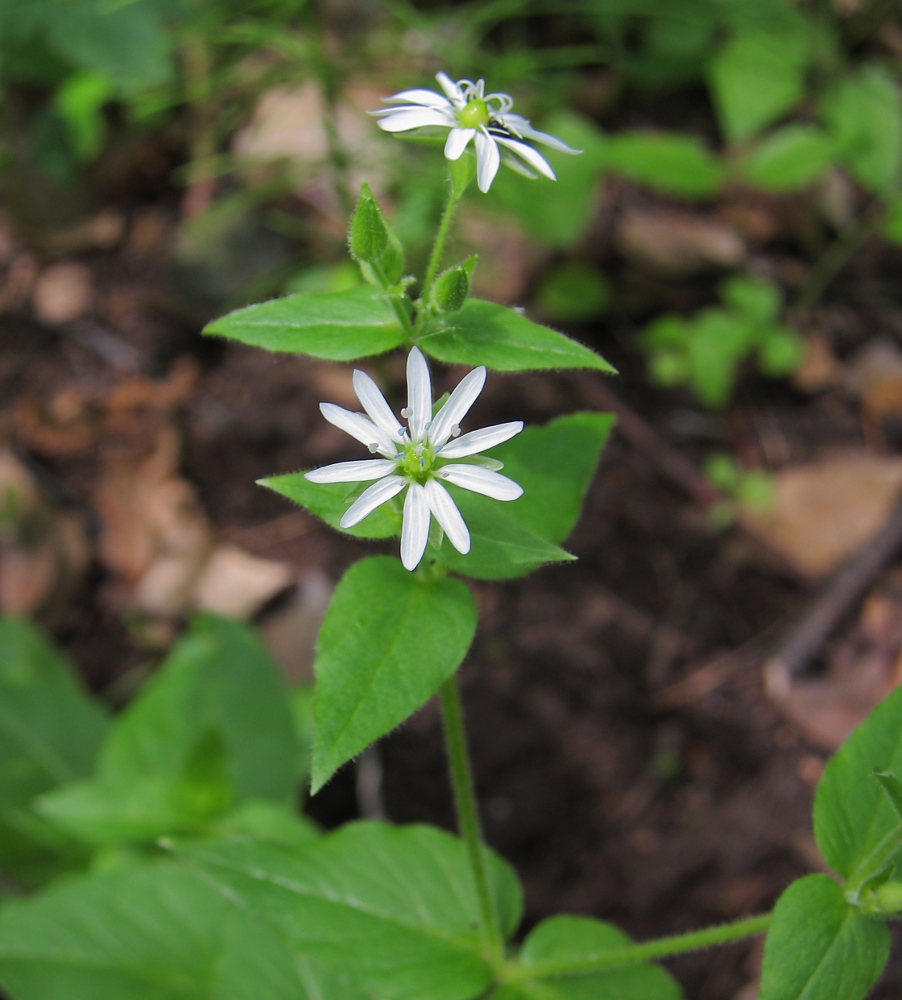 Изображение особи Myosoton aquaticum.