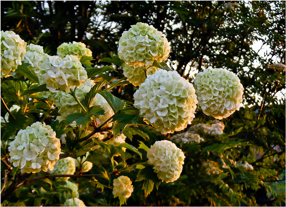 Изображение особи Viburnum opulus f. roseum.