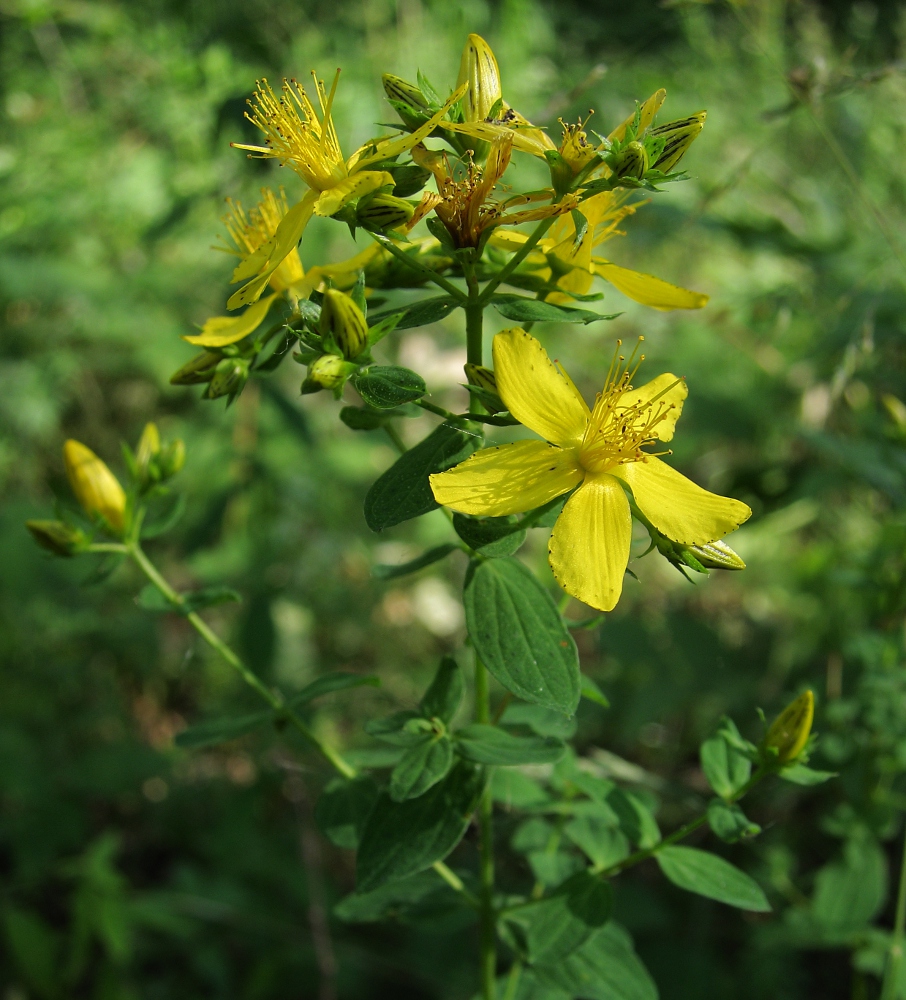 Image of Hypericum perforatum specimen.