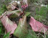 Bergenia crassifolia. Цветущее растение. Мурманская обл., Североморский р-н, пгт Росляково, территория кладбища, в культуре. 23.06.2012.