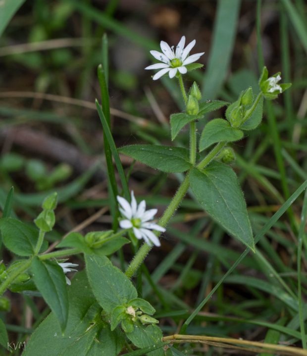 Image of Myosoton aquaticum specimen.