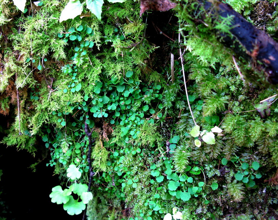 Image of Chrysosplenium filipes specimen.