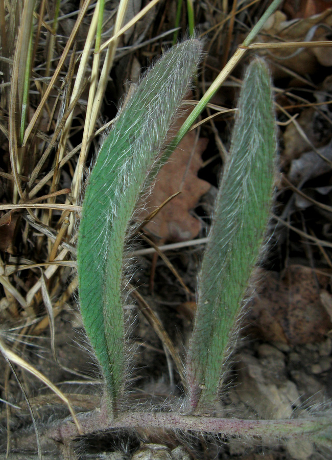 Image of genus Pilosella specimen.