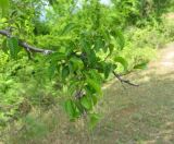 Carpinus betulus. Верхушка ветви. Абхазия, Гудаутский р-н, Мюссерский лесной массив. 19.06.2012.