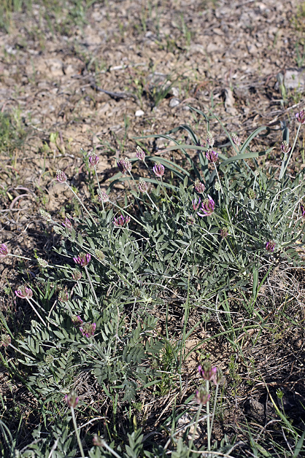 Image of genus Astragalus specimen.