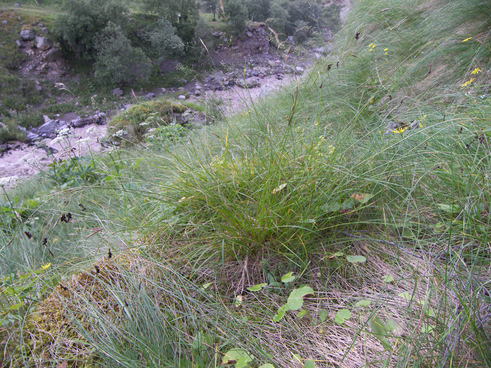 Image of Carex paupercula specimen.