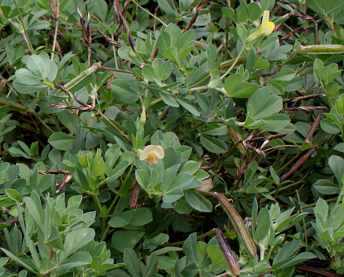 Image of Lotus maritimus specimen.