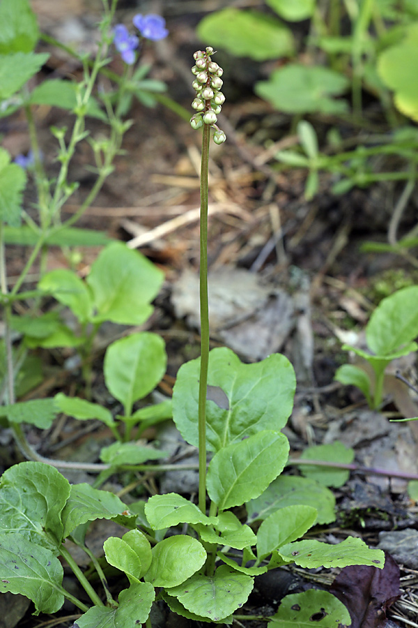 Image of Pyrola minor specimen.