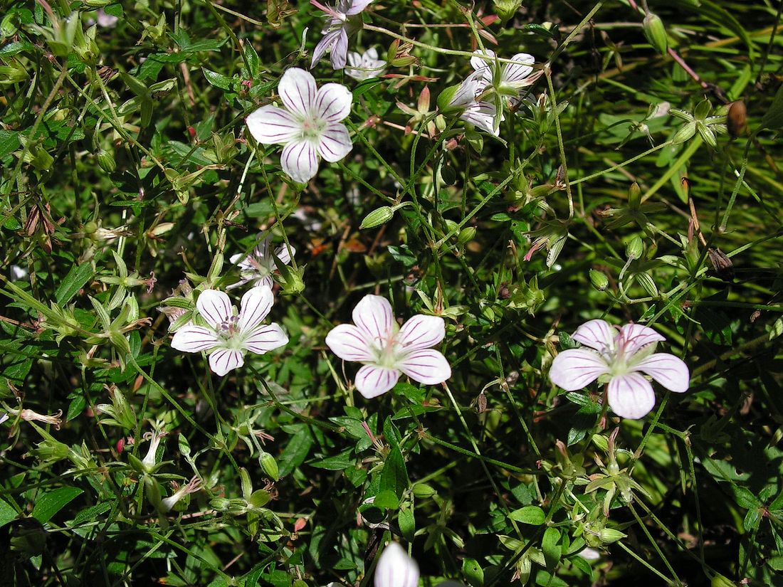 Изображение особи Geranium sieboldii.