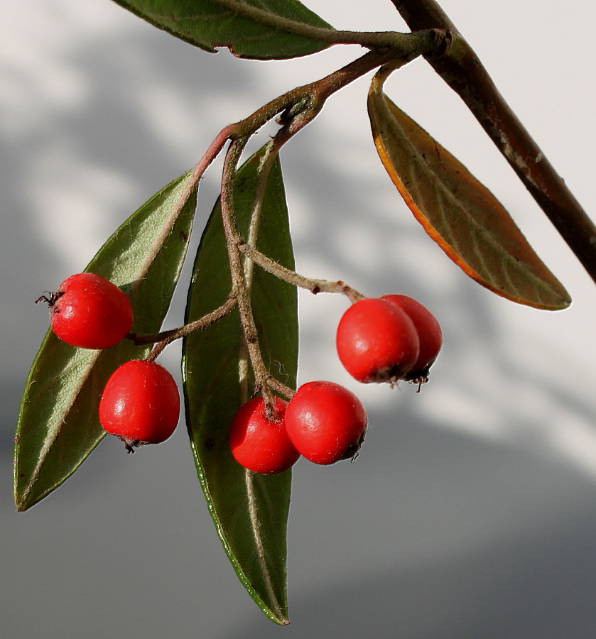 Image of Cotoneaster salicifolius specimen.