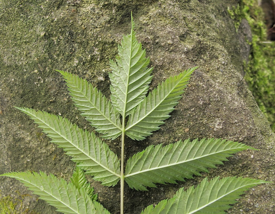 Image of Sorbaria sorbifolia specimen.