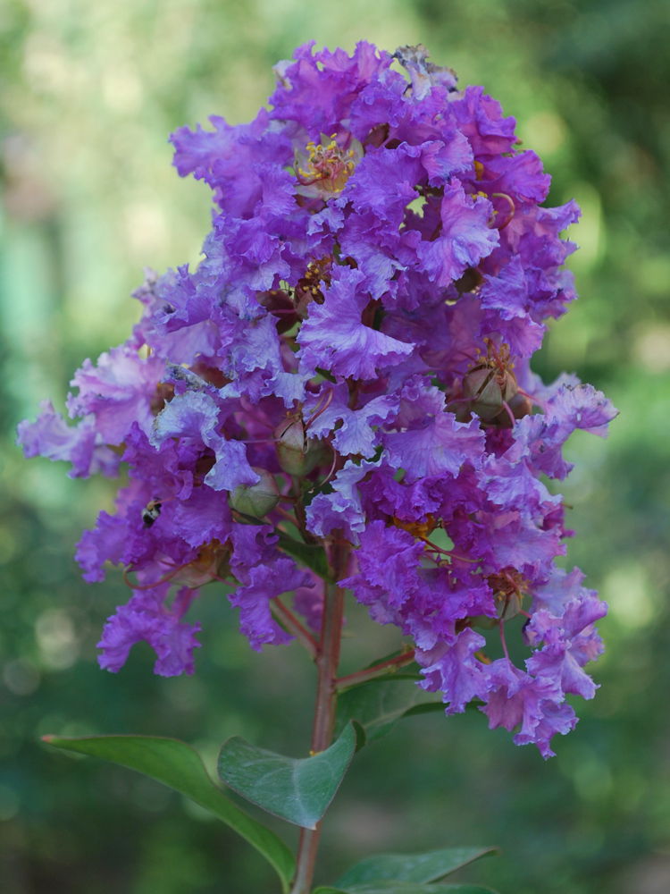 Image of Lagerstroemia indica specimen.