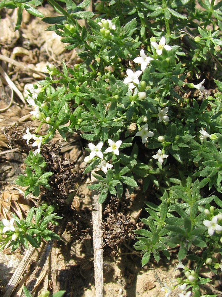 Изображение особи Galium humifusum.