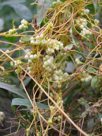 Image of Cuscuta cesatiana specimen.