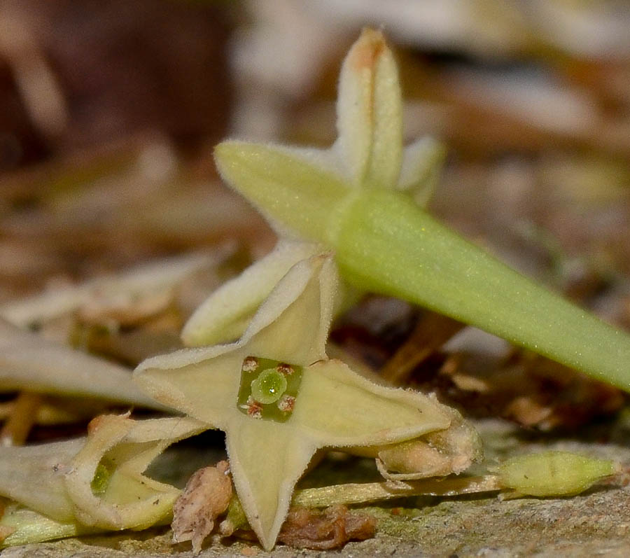 Image of Cestrum nocturnum specimen.