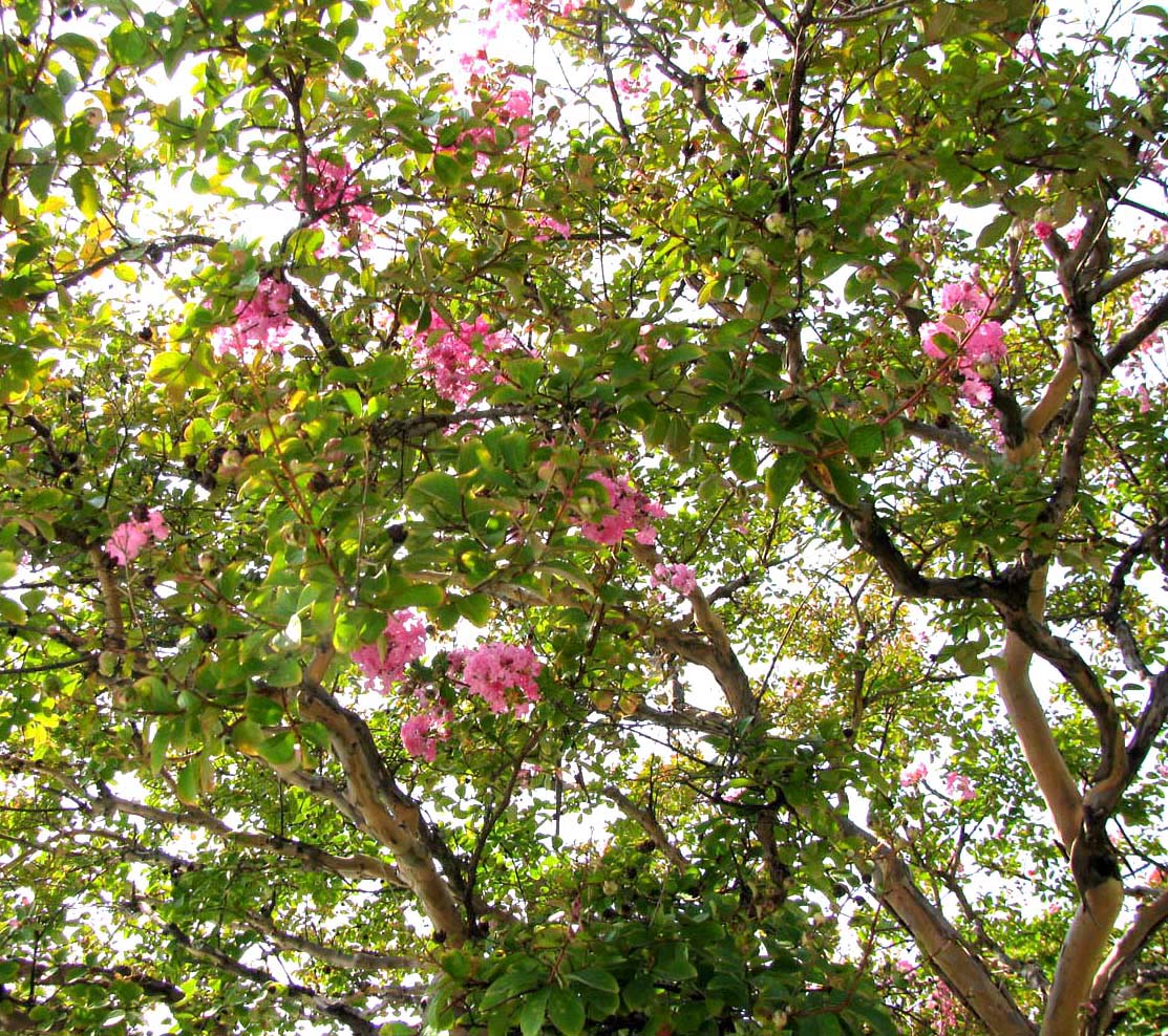 Image of Lagerstroemia indica specimen.