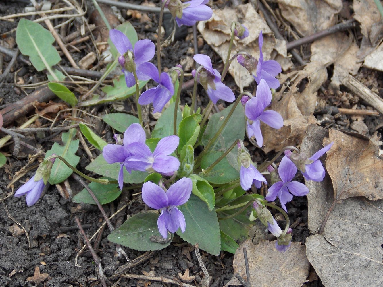 Image of Viola hirta specimen.