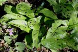 Arum maculatum. Листья. Германия, г. Krefeld, ботанический сад. 20.04.2013.