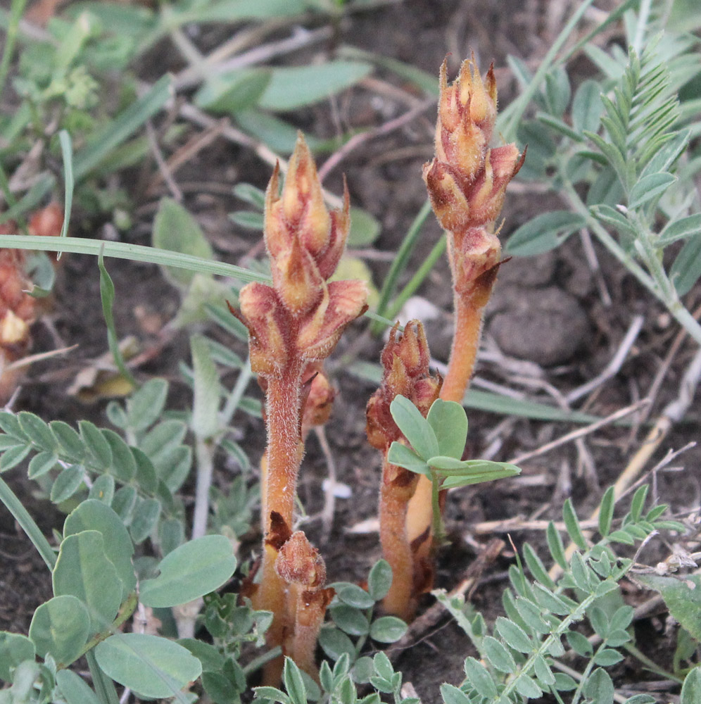 Image of Orobanche alba specimen.