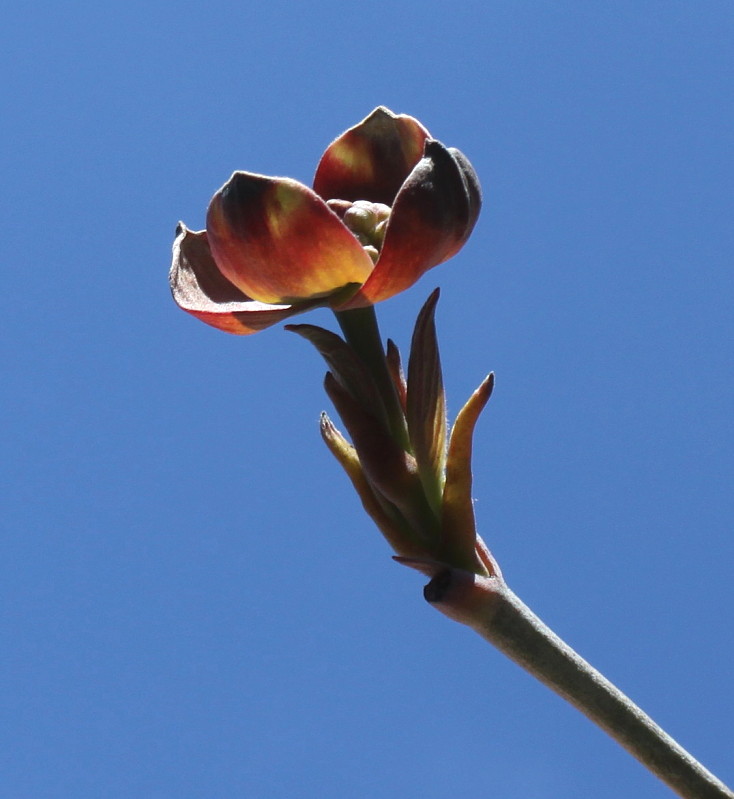 Image of Cynoxylon florida var. rubrum specimen.