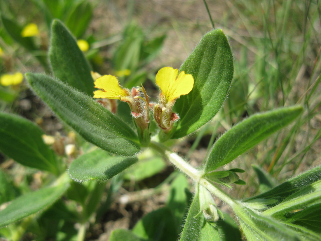 Image of Ajuga salicifolia specimen.