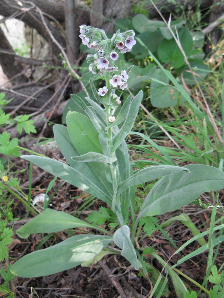 Image of Cynoglossum creticum specimen.