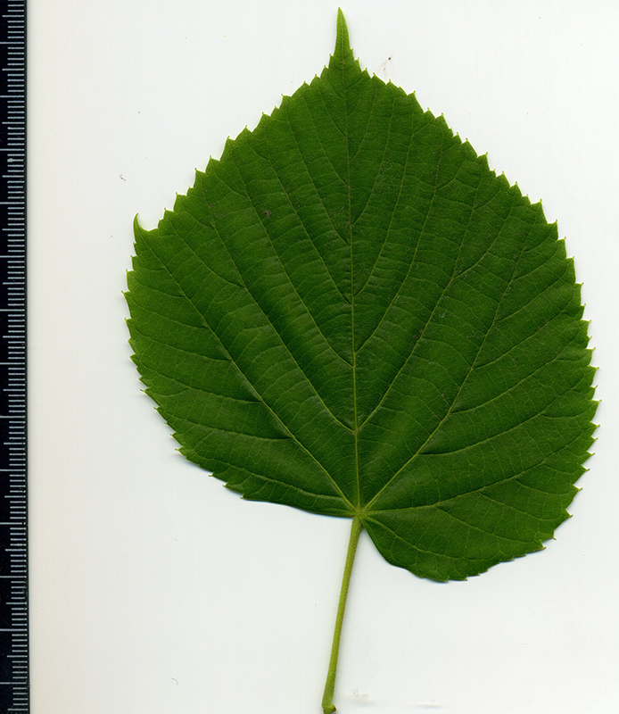 Image of Tilia cordifolia specimen.