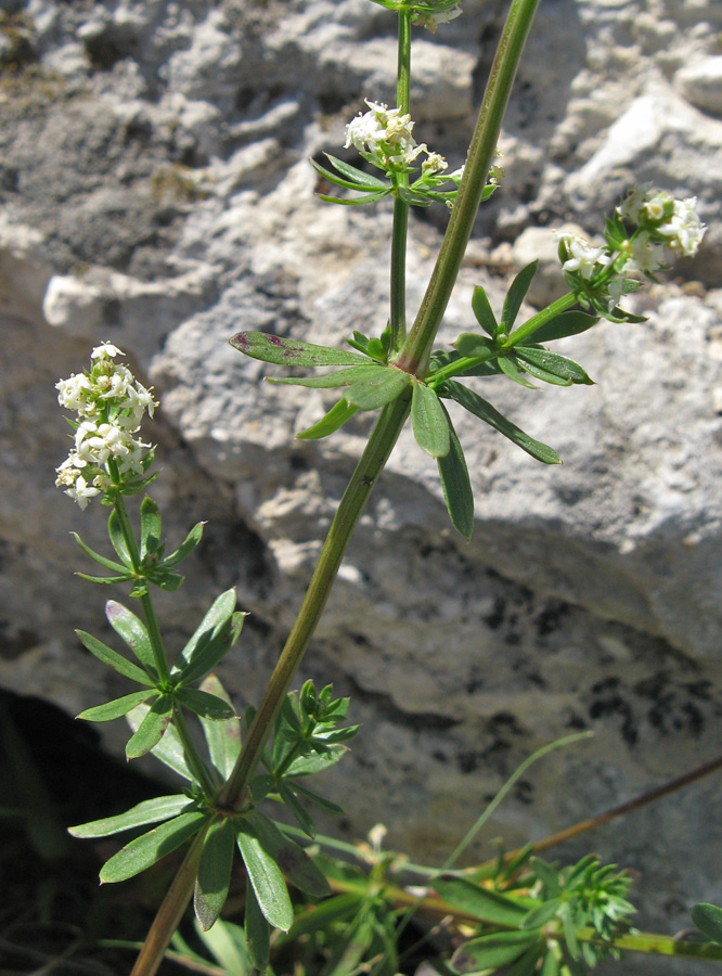 Image of Galium album specimen.