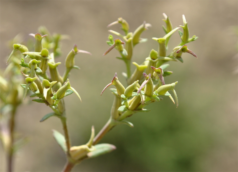 Изображение особи Valerianella sclerocarpa.