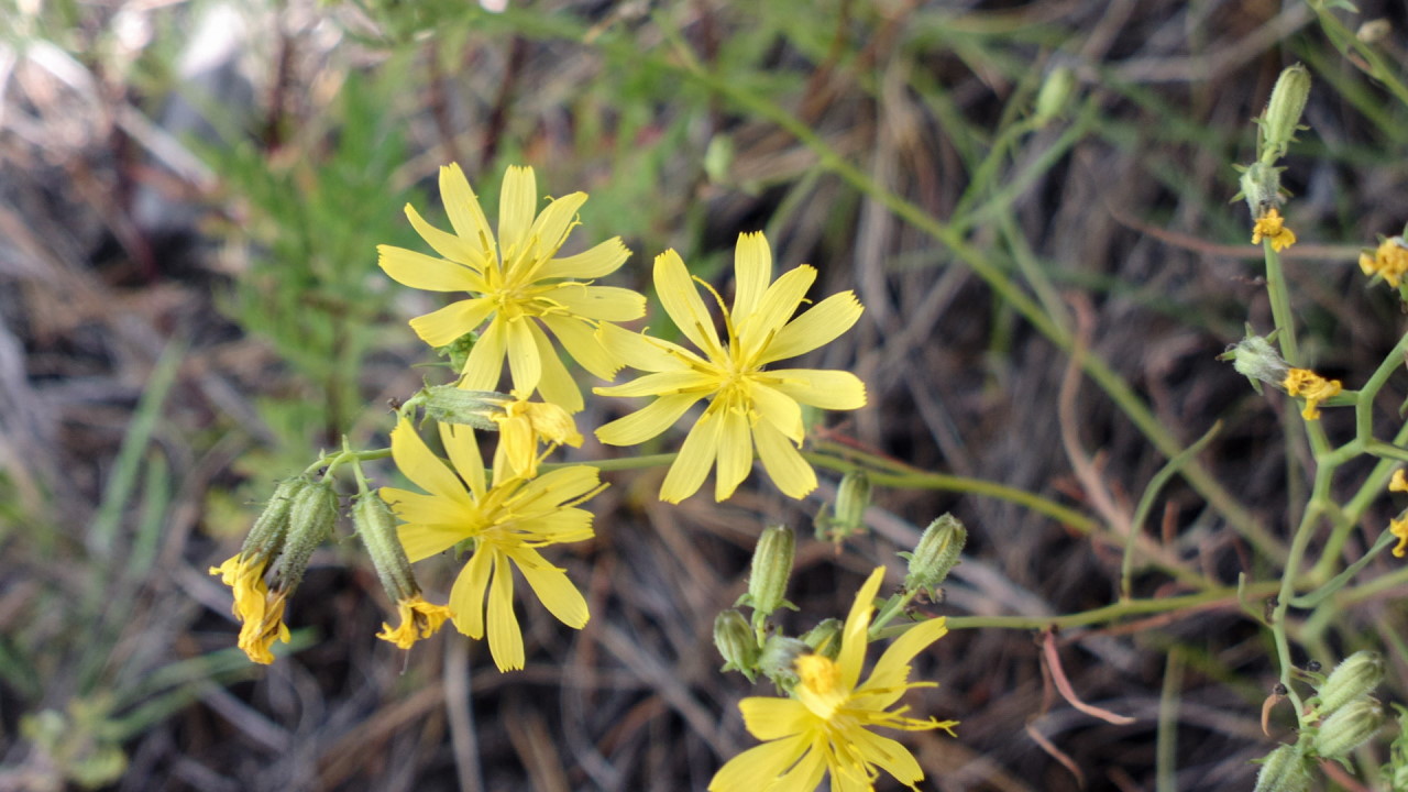 Image of Youngia tenuifolia specimen.