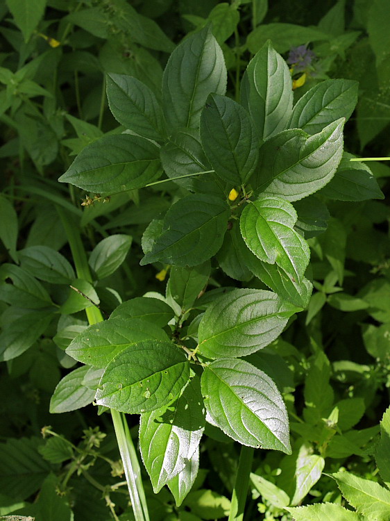 Image of Rhamnus cathartica specimen.