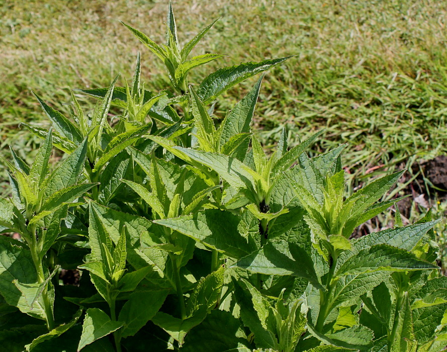 Image of Campanula latifolia specimen.