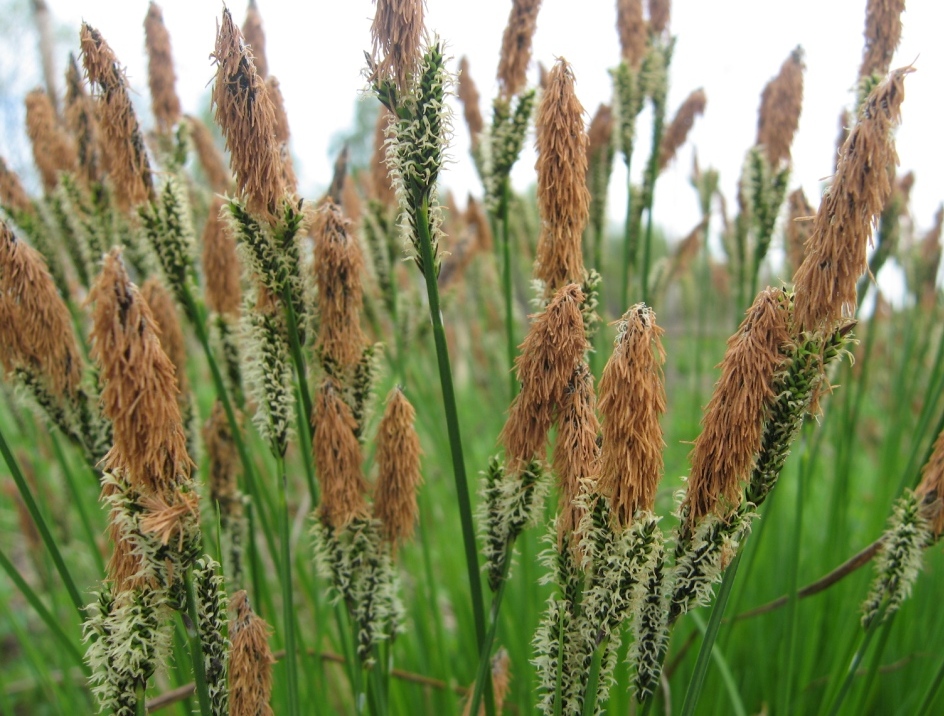 Изображение особи Carex cespitosa.