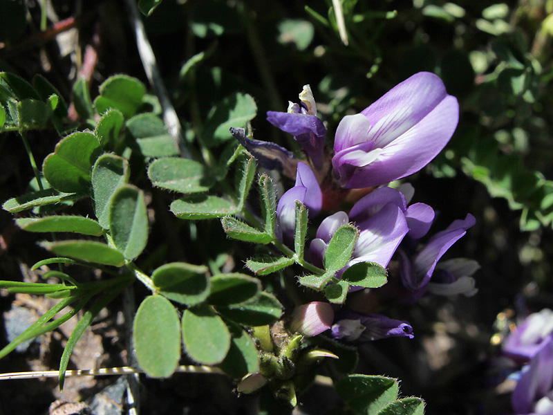 Image of Astragalus oreades specimen.