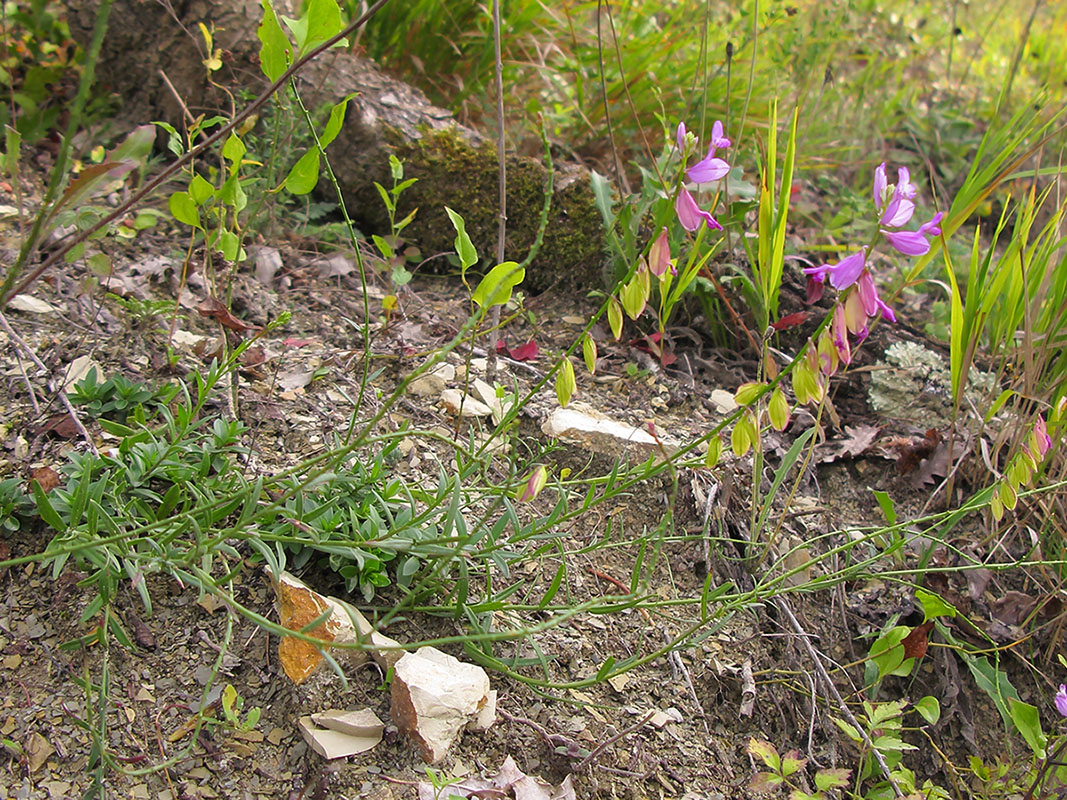 Image of Polygala major specimen.