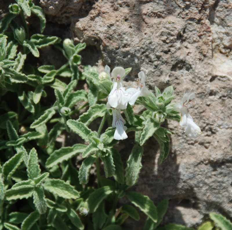 Image of Stachys swainsonii specimen.