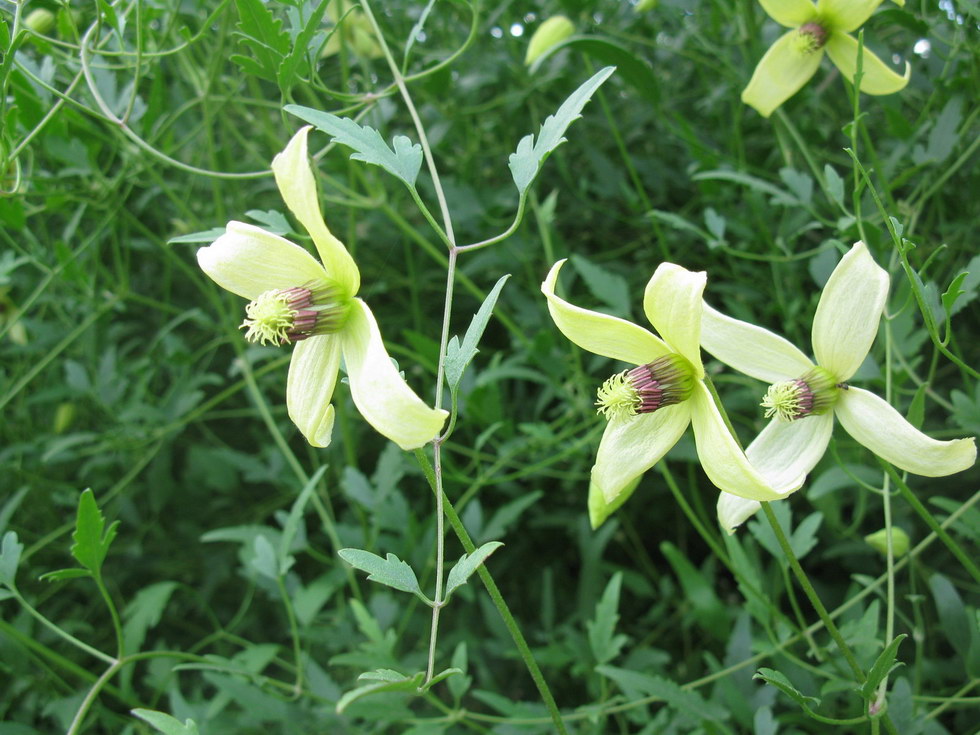 Изображение особи Clematis orientalis.