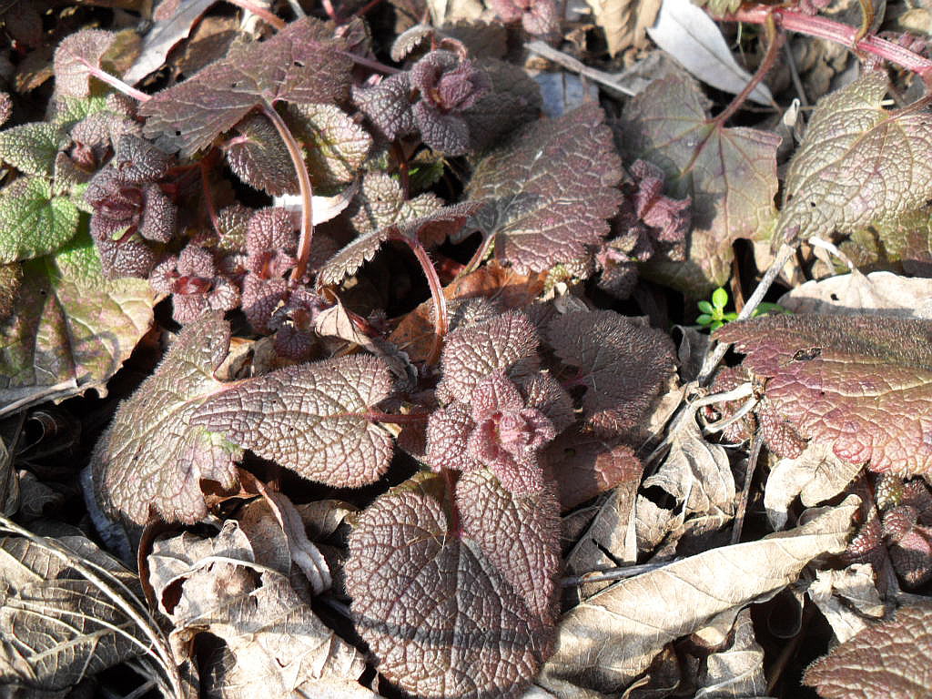 Image of Lamium purpureum specimen.