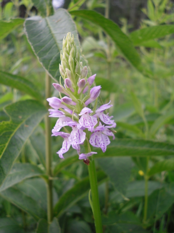 Изображение особи Dactylorhiza maculata.