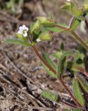 Cerastium pseudobulgaricum. Верхушка растения с цветком и бутонами. Украина, Запорожская обл., Запорожский р-н, граница Александровского лесничества, возле дороги. 29.03.2014.